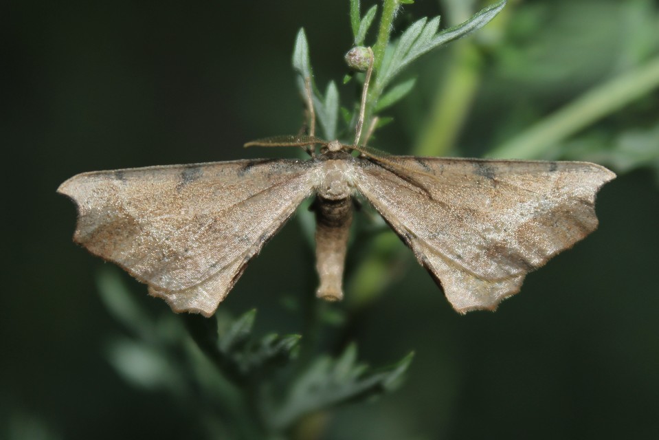 Artiora evonymaria - kecskerágó-araszoló