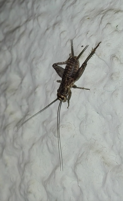 Eumodicogryllus bordigalensis - bordói tücsök
