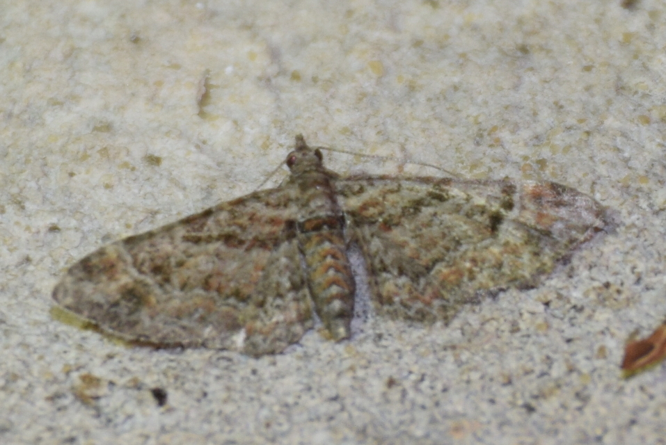 Gymnoscelis rufifasciata - vöröscsíkos törpearaszoló
