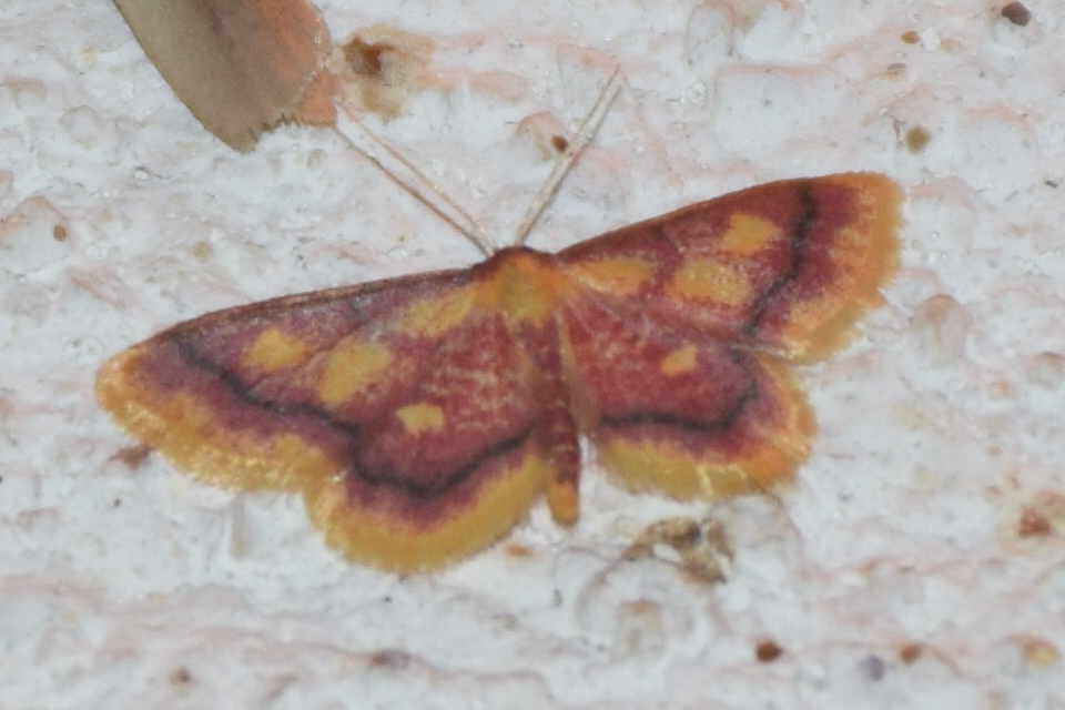 Idaea muricata - mocsári pirosaraszoló
