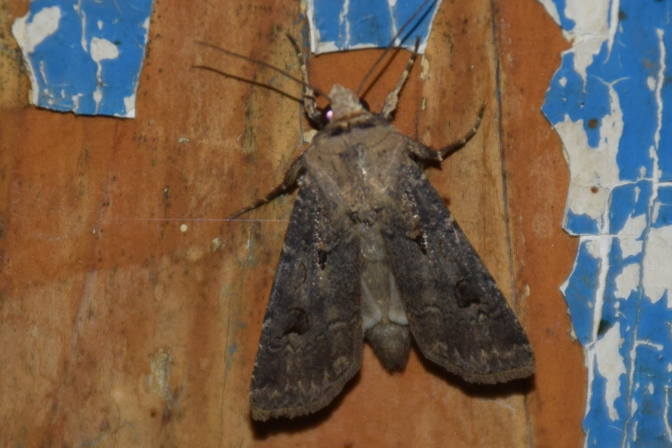 Agrotis exclamationis - felkiáltójeles földibagoly