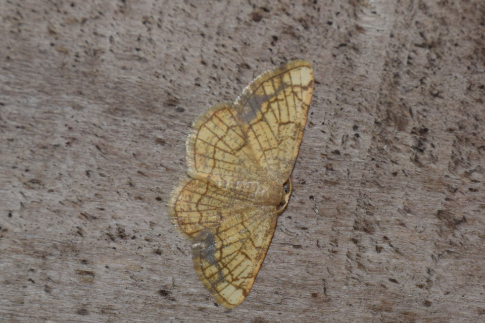 Stegania dilectaria - fehérnyár-araszoló