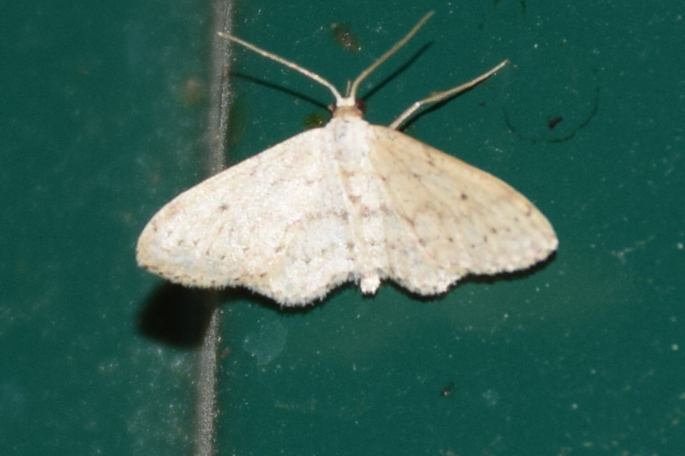 Idaea seriata - szürke apróaraszoló