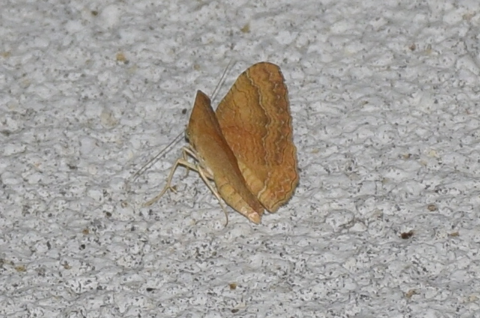 Camptogramma bilineata - kétvonalas sávosaraszoló