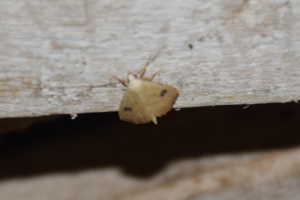 Rivula sericealis - selymes lórombagoly