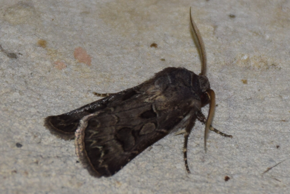 Agrotis bigramma - kétjegyű földibagoly