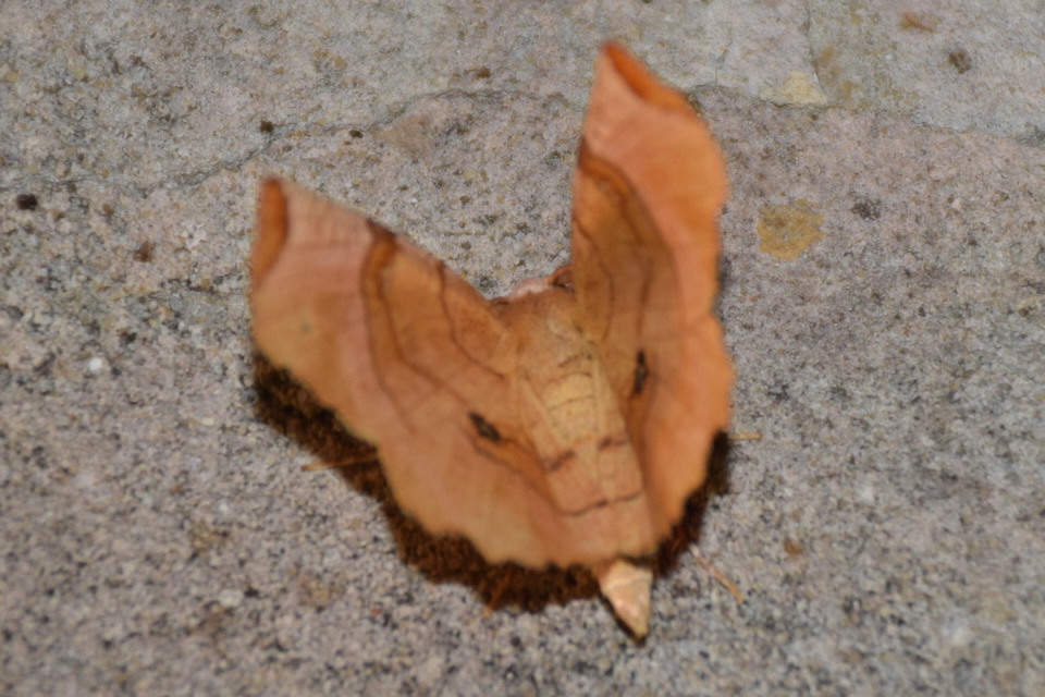 Selenia lunularia - egyfoltos holdasaraszoló