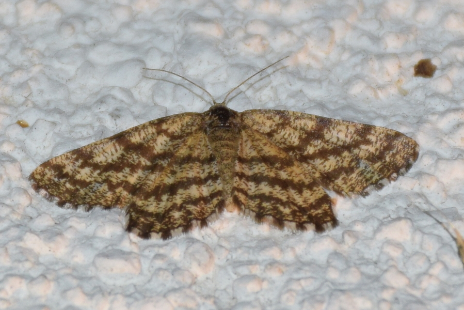 Ematurga atomaria - barna rétiaraszoló