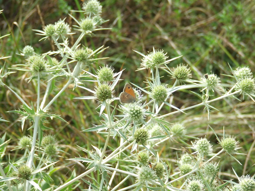 Coenonympha pamphilus - kis szénalepke