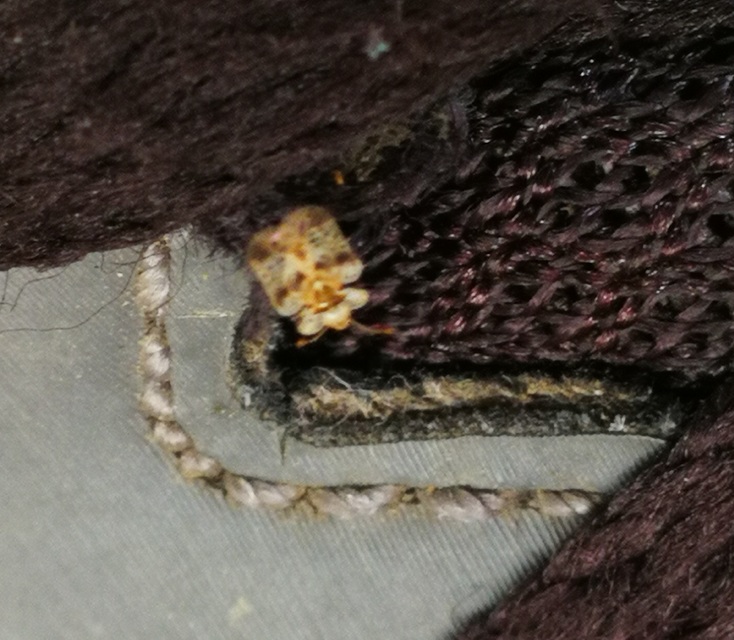 Stephanitis pyri - körte-csipkéspoloska