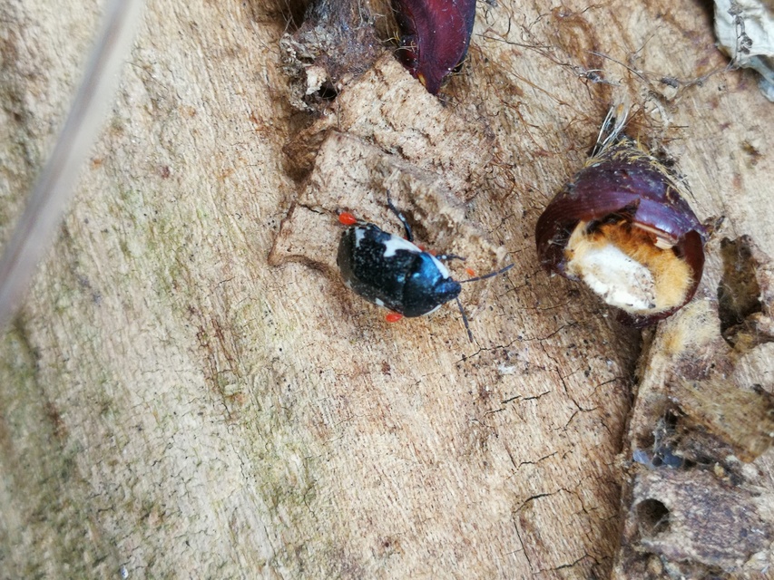 Tritomegas sexmaculatus - hatfoltos földipoloska