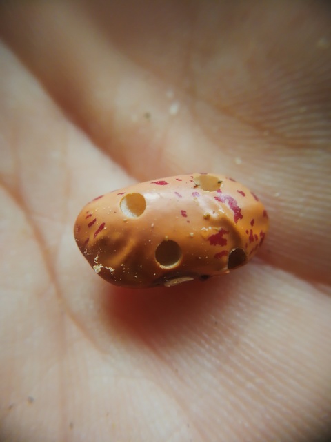 Acanthoscelides obtectus - babzsizsik