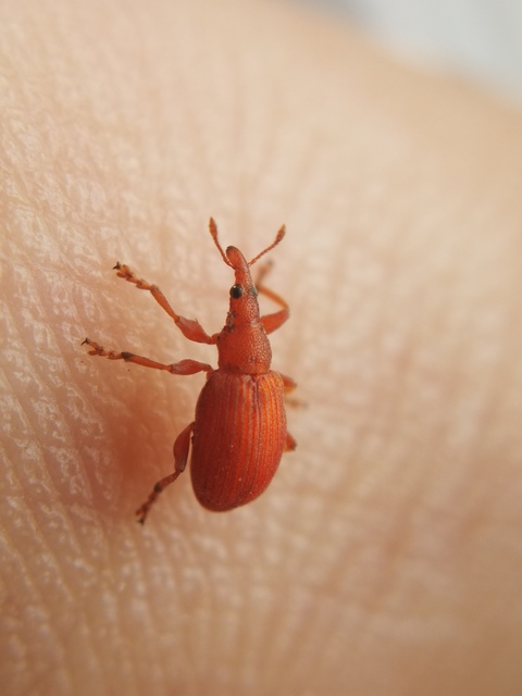 Apion frumentarium - vörös cickányormányos