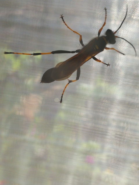 Sceliphron caementarium - feketenyelű lopódarázs