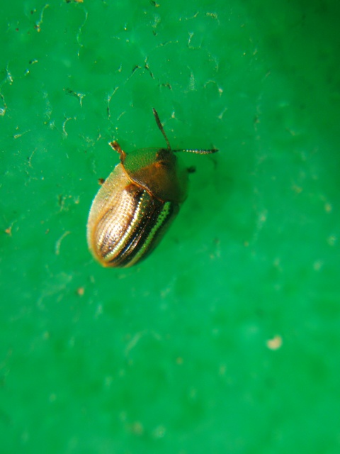 Cassida nobilis - díszes pajzsbogár Cassida nobilis - díszes pajzsbogár