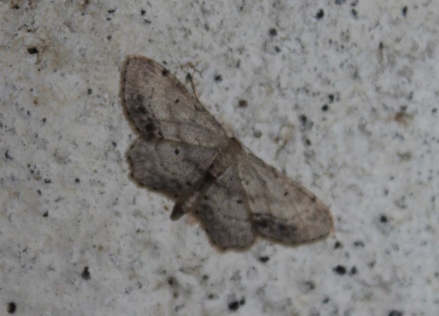 Idaea dimidiata - gyakori apróaraszoló