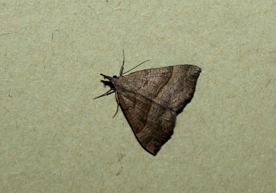 Hypena proboscidalis - ormányos karcsúbagoly