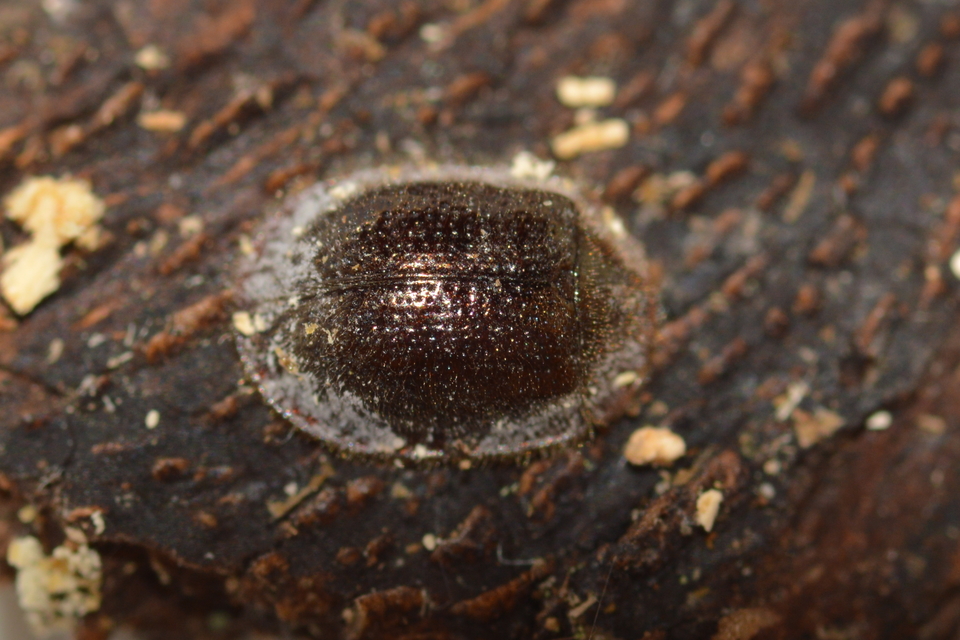 Thymalus limbatus - bronzfényű korongbogár