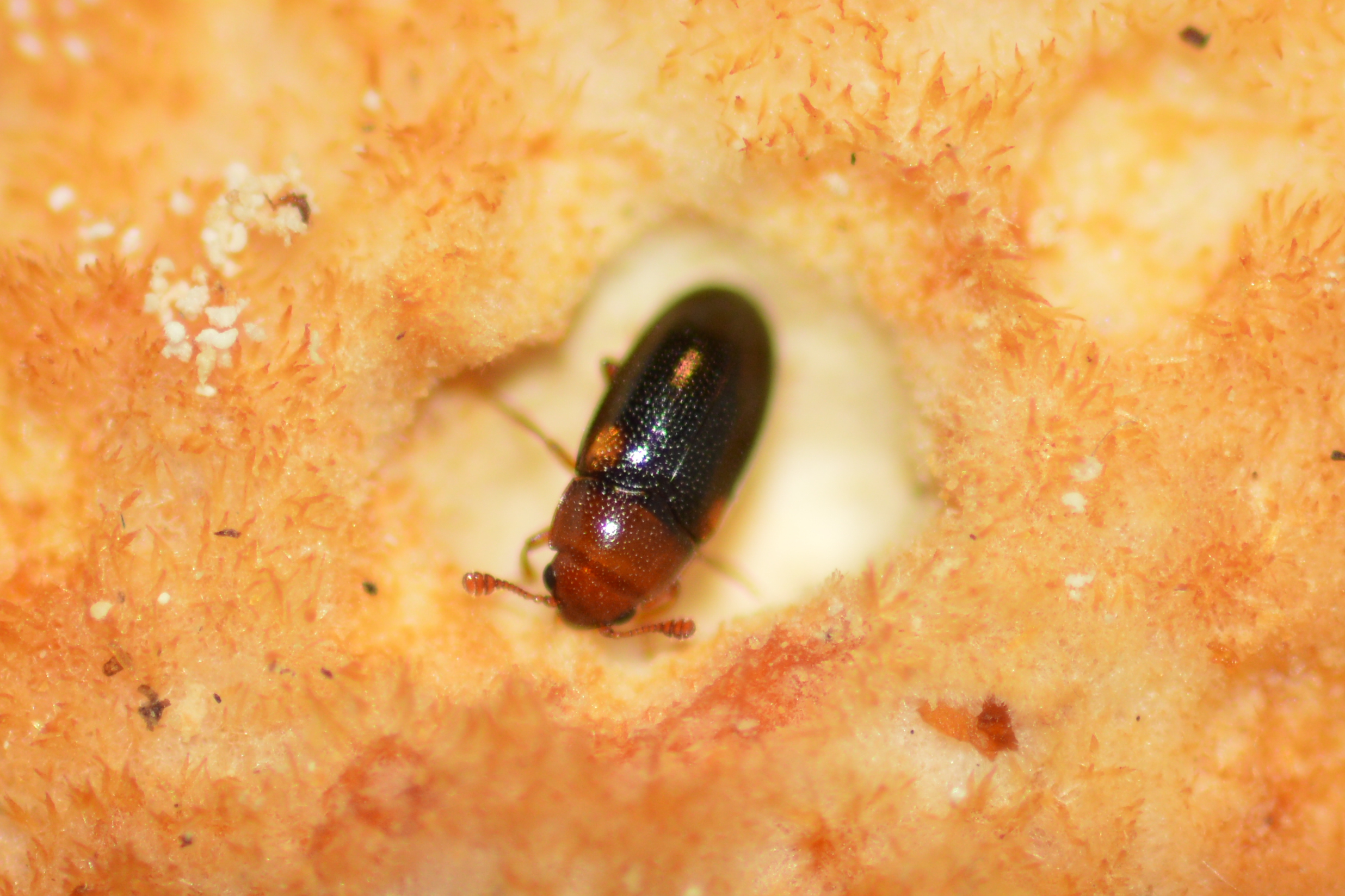 Dacne bipustulata - vállfoltos tarbogár