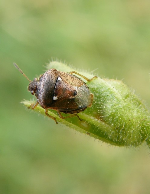 Stagonomus bipunctatus - kétpettyes címerespoloska Stagonomus bipunctatus - kétpettyes címerespoloska