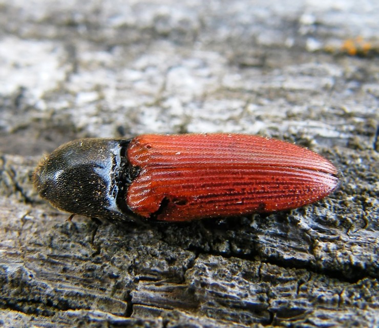 Ampedus sanguinolentus - középfoltos pattanó