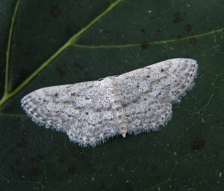 Idaea seriata - szürke apróaraszoló