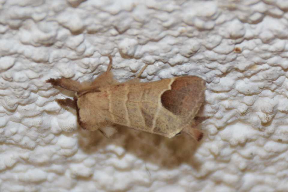 Clostera curtula - rövidszárnyú levélszövő