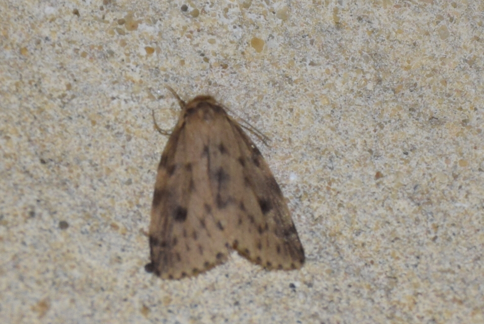 Thumata senex - mocsári medvelepke