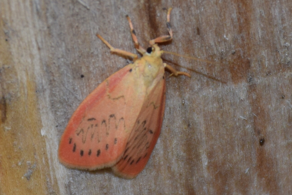 Miltochrista miniata - piros medvelepke