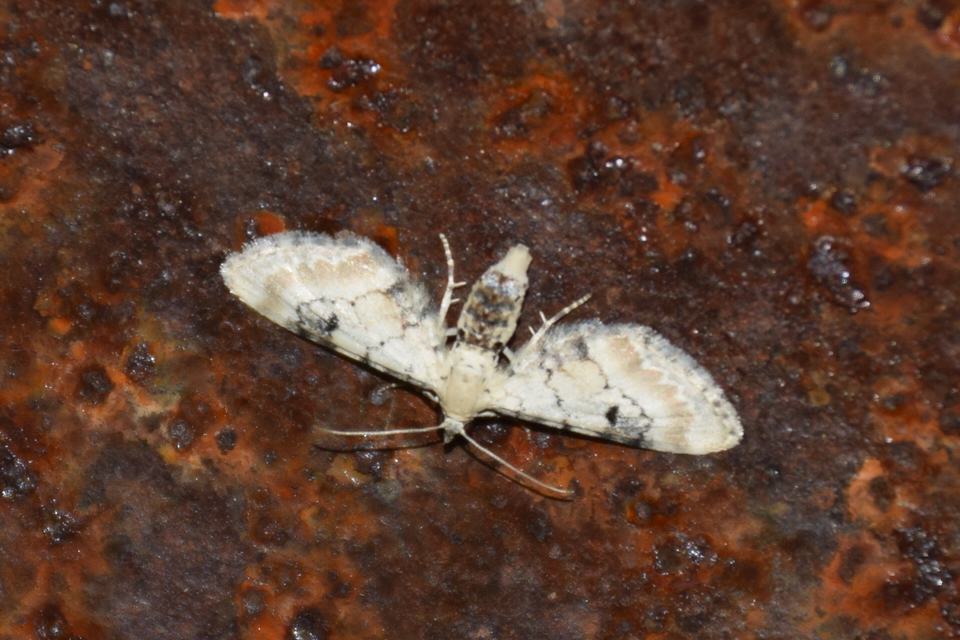Eupithecia centaureata - búzavirág-törpearaszoló