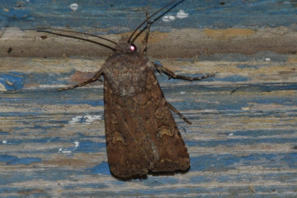 Xestia xanthographa - tarka fűbagoly