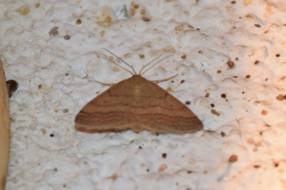 Scopula rubiginata - réti pirosaraszoló