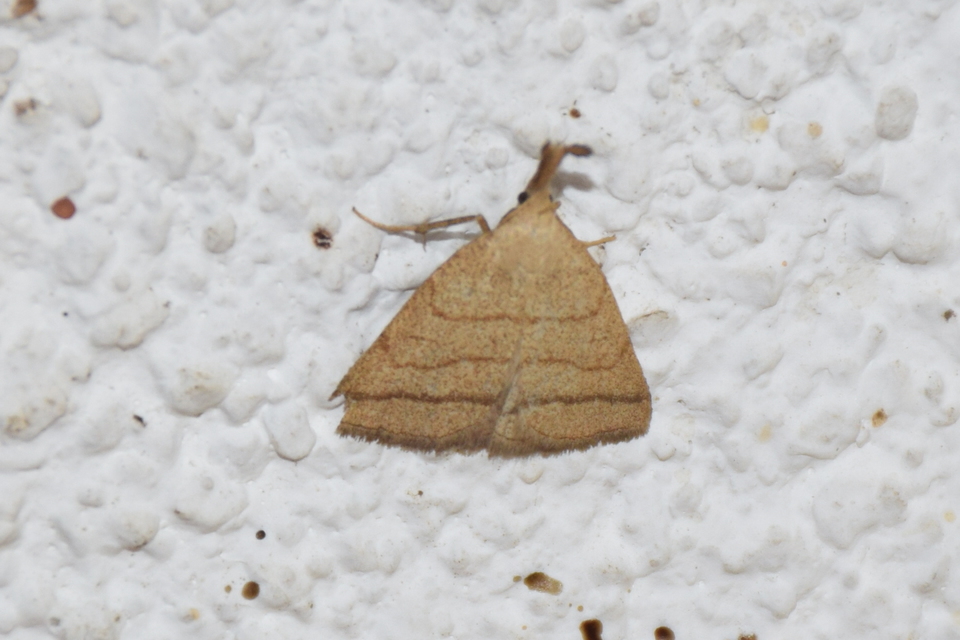 Polypogon tentacularia - sötétaljú karcsúbagoly