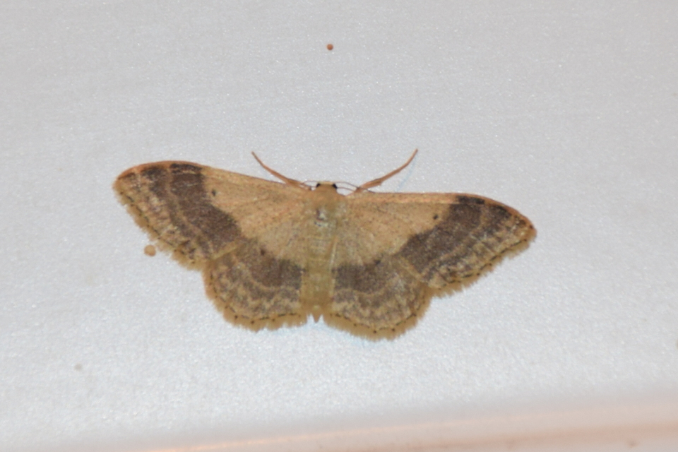 Idaea aversata - nagy sávosaraszoló