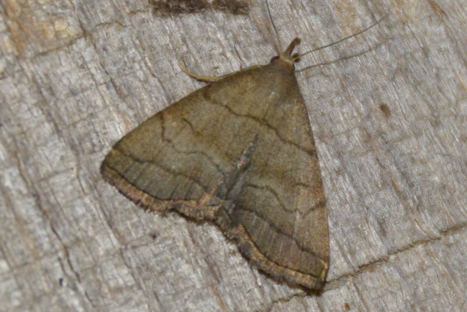 Herminia tarsicrinalis - szőröslábú karcsúbagoly