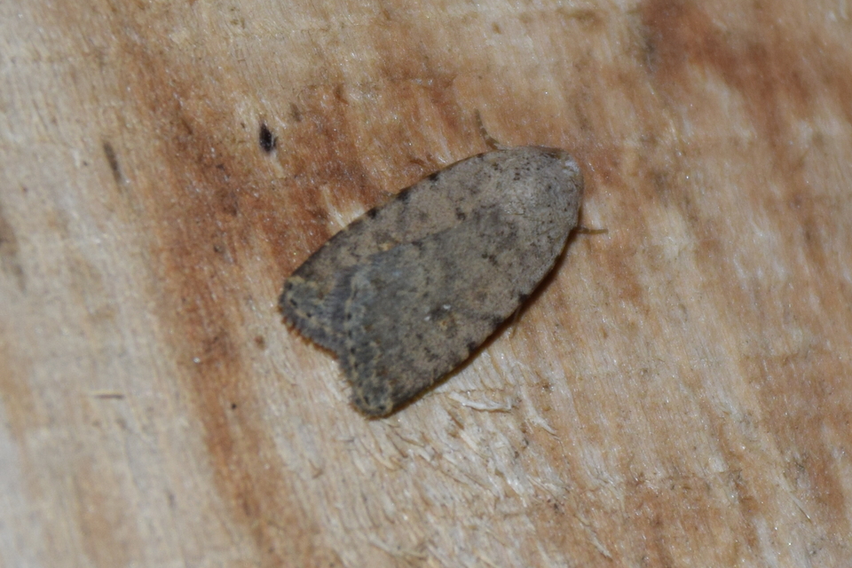 Paradrina clavipalpis - közönséges selymesbagoly