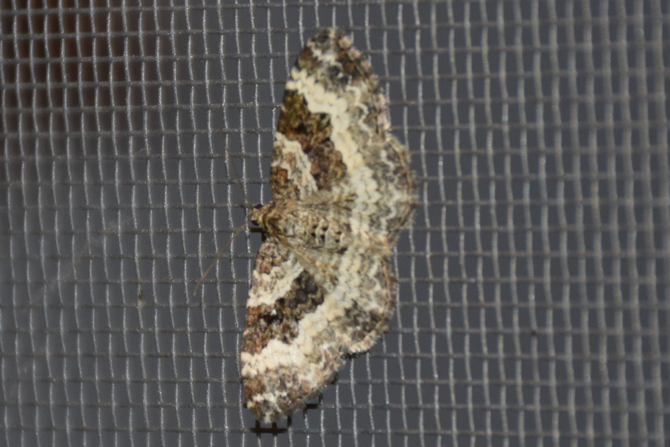 Epirrhoe alternata - galaj-tarkaaraszoló