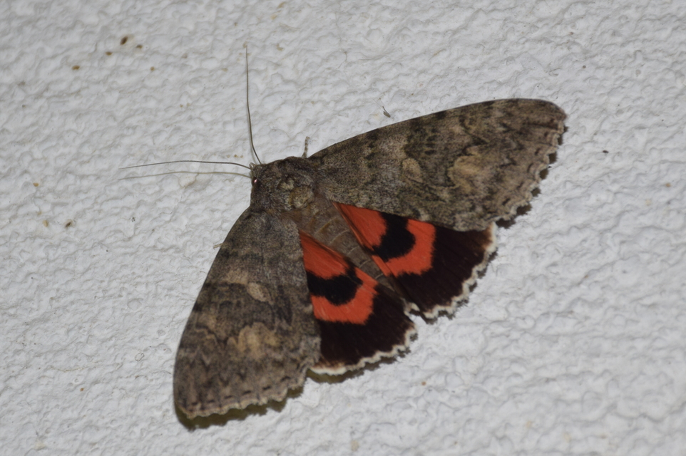 Catocala nupta - piros övesbagoly