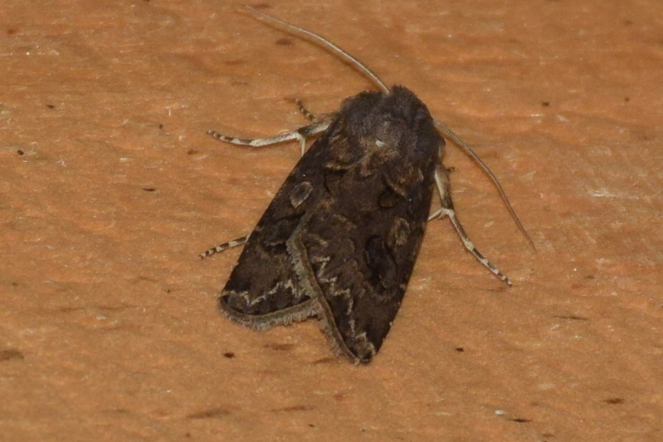 Agrotis bigramma - kétjegyű földibagoly
