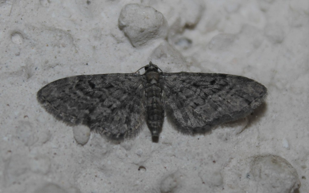 Eupithecia virgaureata - aranyvessző-törpearaszoló