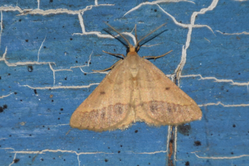 Tephrina arenacearia - lucerna-araszoló