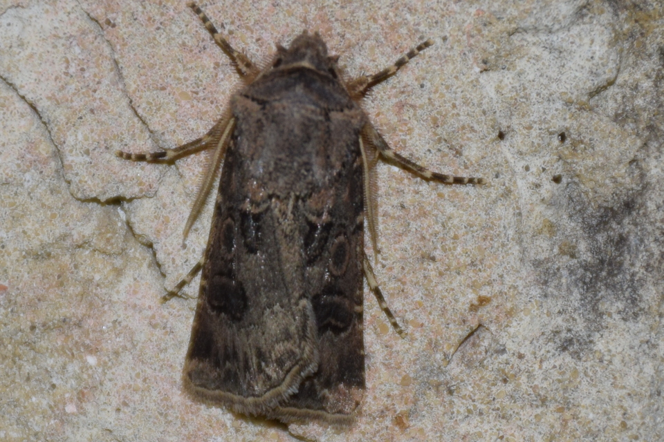 Agrotis bigramma - kétjegyű földibagoly