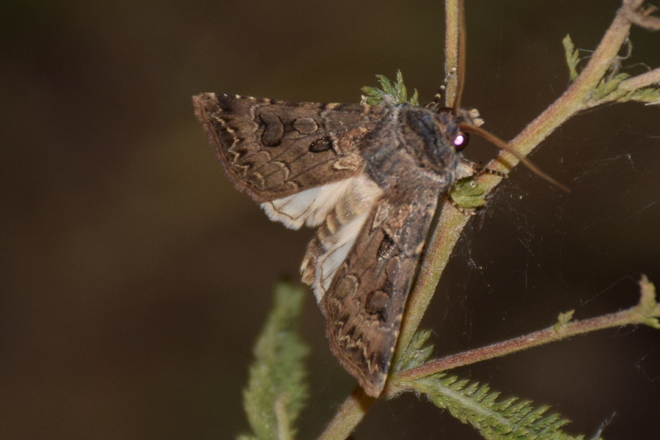Agrotis bigramma - kétjegyű földibagoly
