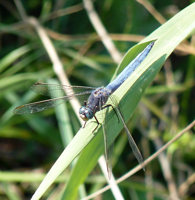 Orthetrum coerulescens - karcsú pásztorszitakötő