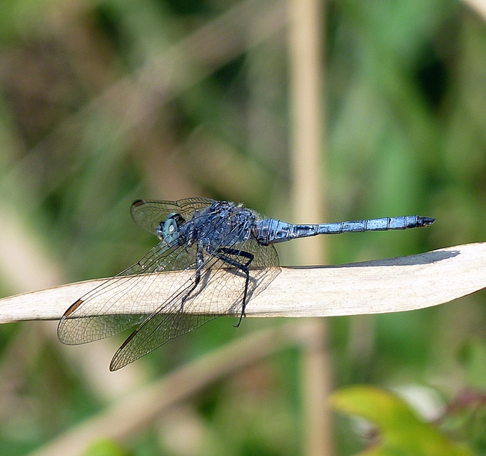 Orthetrum coerulescens - karcsú pásztorszitakötő
