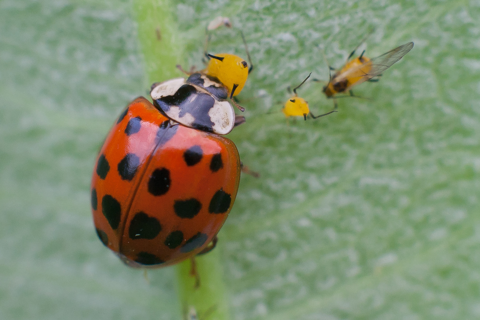 Harmonia axyridis - harlekinkatica