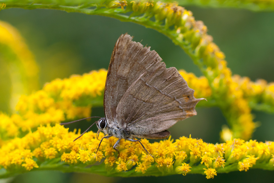 Thecla betulae - nyírfalepke