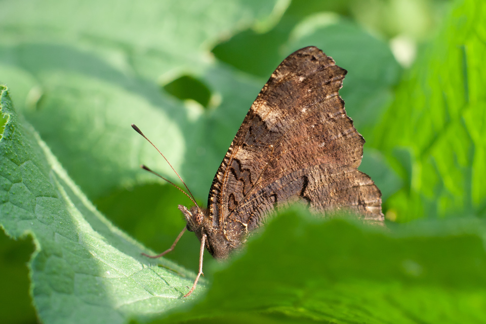 Nymphalis io - nappali pávaszem