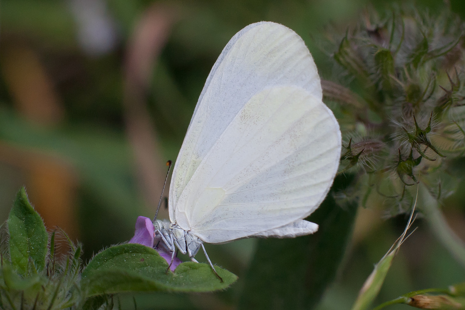 Leptidea sinapis - mustárlepke