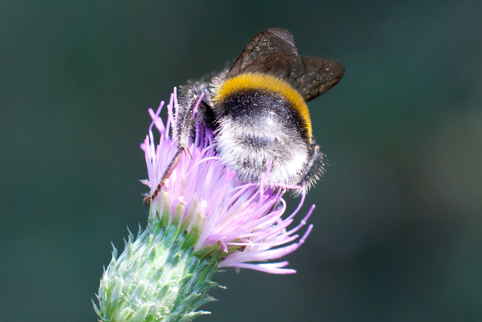 Bombus - poszméhek